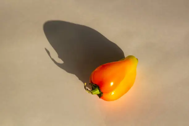 Sweet pepper. Whole vegetable with shadow on textured background.