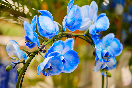 Growing blue phalaenopsis flowers in a greenhouse as a hobby or for sale in a store