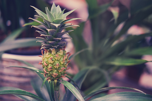 A young plant of the pineapple. Ananas comosus is a perennial herbaceous plant, a species of the genus Pineapple of the Bromeliaceae family.