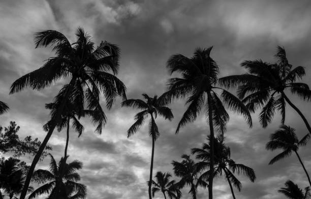 istock Coconut palm trees from Porto de Galinhas beach 1298020695