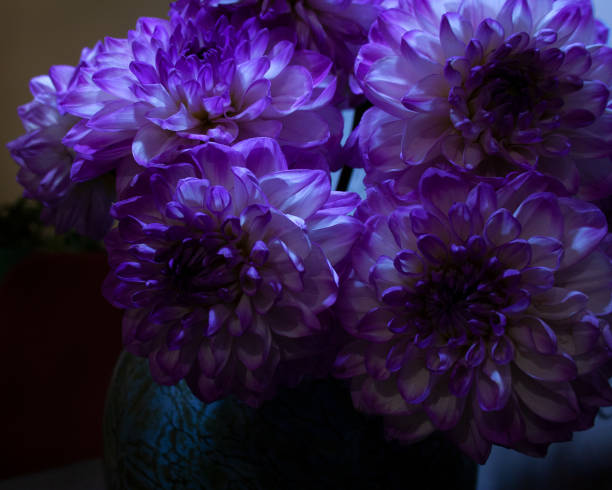 istock Dahlia flowers bouquet in low light 1298020720