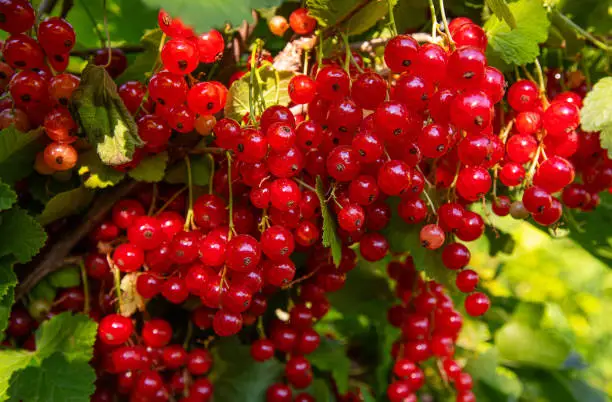 Photo of branch of red currants with leaves and berries, on a Sunny summer day