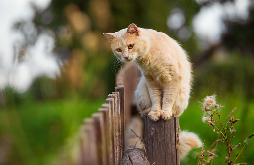 red cat on a wooden fence in the village