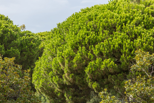 Italian stone pine. Natural background with pine crown and fresh bright green needles. Coniferous plant