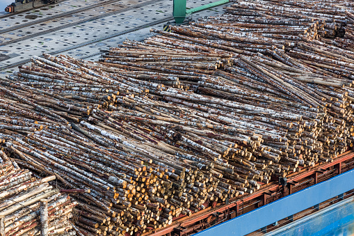 Birch timber. Loading of logs in the port. Transportation of lumber. Deforestation. Destruction of natural resources