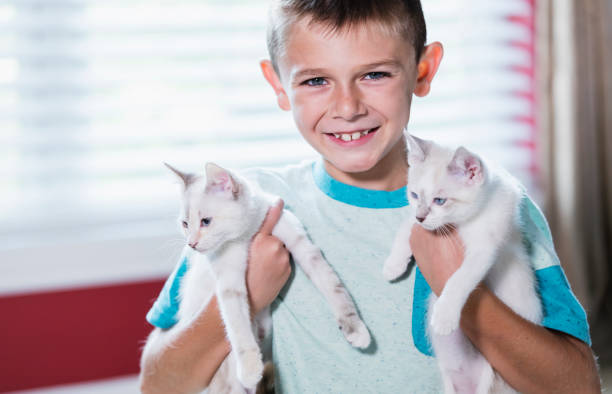 istock Boy holding two white kittens with blue eyes 1298022538