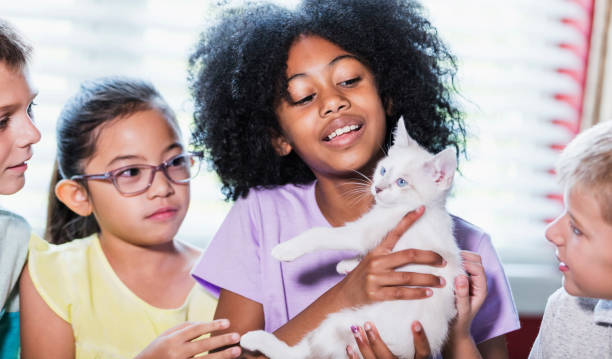 cuatro niños jugando con un gatito - domestic cat child little girls kitten fotografías e imágenes de stock