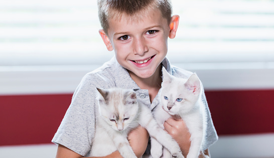 A 7 year old boy holding two white cats with blue eyes. He is smiling and looking at the camera.