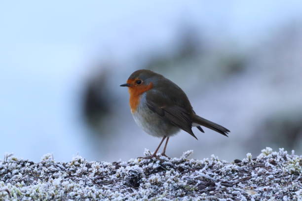 istock Robin in frosty weather 1298025405