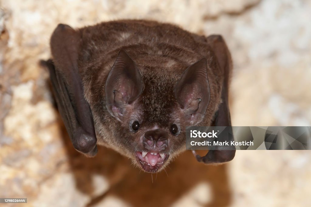 Seba's short-tailed bat showing teeth Seba's short-tailed bat (Carollia perspicillata) showing teeth Bat - Animal Stock Photo