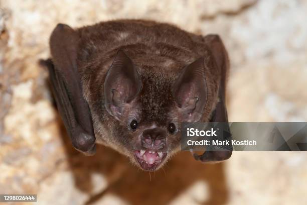 Sebas Shorttailed Bat Showing Teeth Stock Photo - Download Image Now - Bat - Animal, Cave, Guatemala