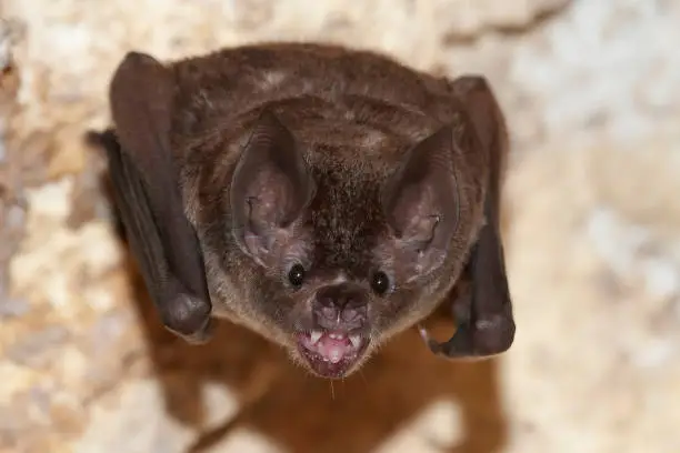 Seba's short-tailed bat (Carollia perspicillata) showing teeth