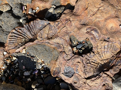 High angle closeup view of ancient 270 million year old Permian fossil shells in siltstone rock platforms on the south coast of NSW at Ulladulla