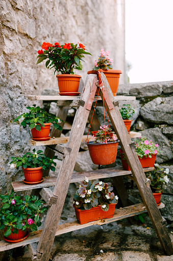 Flower pots are brown with flowers on a wooden stepladder. DIY wooden shelf for flowers. High quality photo