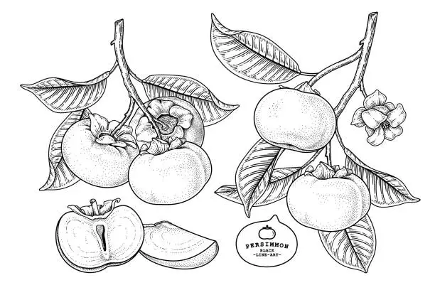 Vector illustration of Set of fuyu persimmon fruit hand drawn elements botanical illustration