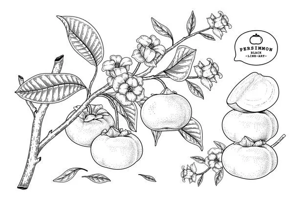 Vector illustration of Set of fuyu persimmon fruit hand drawn elements botanical illustration