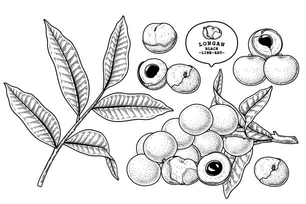 ジモカルプスロンタンフルーツハンド描かれた要素植物イラストのセット - longan点のイラスト素材／クリップアート素材／マンガ素材／アイコン素材