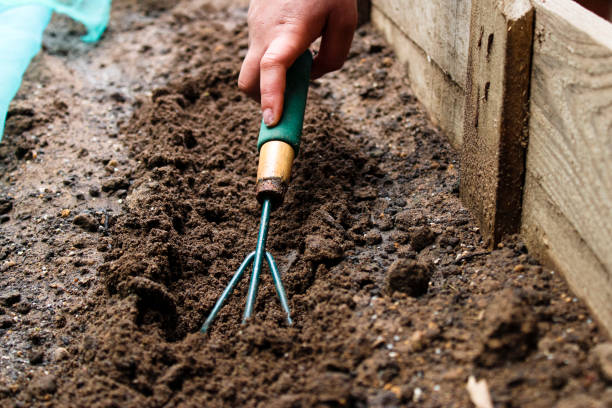 Gardener leveling dirt with a gardening fork Gardener preparing soil in a wooden gardening bed using a gardening fork with other gardening equipment in the background garden fork stock pictures, royalty-free photos & images