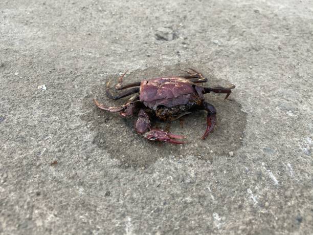 istock dead crab on cement floor 1298036423