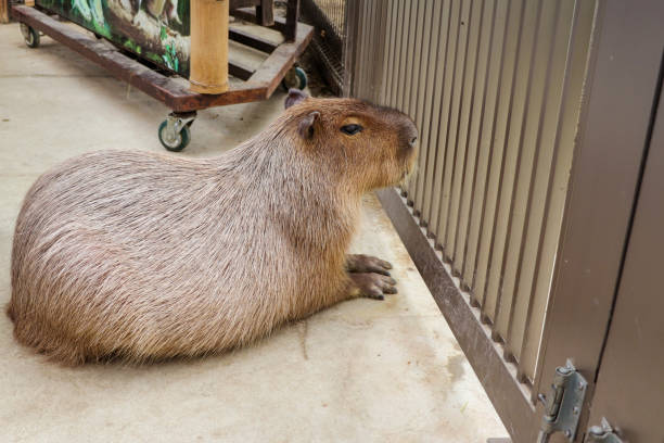 istock Cute capybara lying in front of the door 1298038907