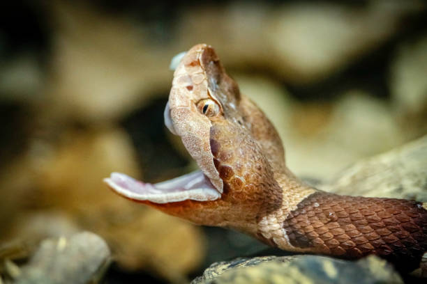 Closup of a Southern Copperhead (Agkistrodon Contortrix Contortrix) coiled up in the Francis Marion National Forest of South Carolina.
