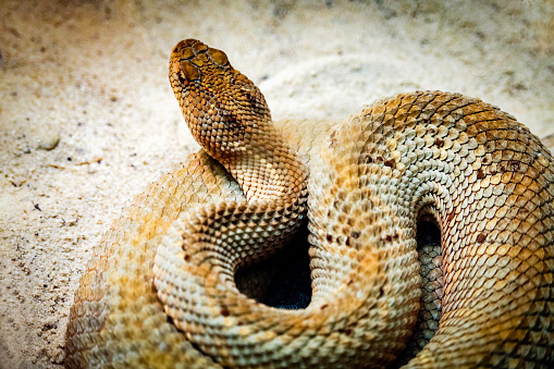 The Caspian whipsnake (Dolichophis caspius, sometimes also Coluber caspius) also known as the large whipsnake (among various other species in genus Dolichophis/Coluber), is a common species of whipsnake found in the Balkans and parts of Eastern Europe.\nDescription:\nThe Caspian whipsnake is perhaps the largest species of snake in Europe. It typically grows to around 140–160 cm in length, though a few may exceed a length of 200 cm. The record sized specimen was approximately 250 cm. Body mass can be commonly from 120 to 673 g. This species is not venomous and is mostly active during the day. The head is joined to the body by a thick neck. Its pupils are round. Nineteen rows of smooth scales can be found at the middle body, though rarely there may be seventeen. Dorsal scales each have two apical pits at the posterior edge. The center of the scale is lighter in colour than the edges. The dorsal side is grey-brown and features markings which are distinctive in juveniles and young snakes but fade with age. The ventral side is light yellow or white (source Wikipedia).\n\nThis Picture is made during a Vacation in Bulgaria in May 2018.