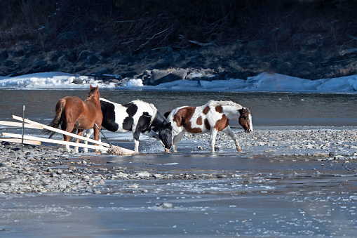Paint horses wading in river