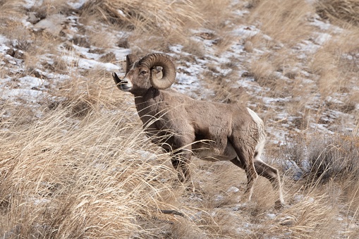 Close-up view of a desert bighorn sheep