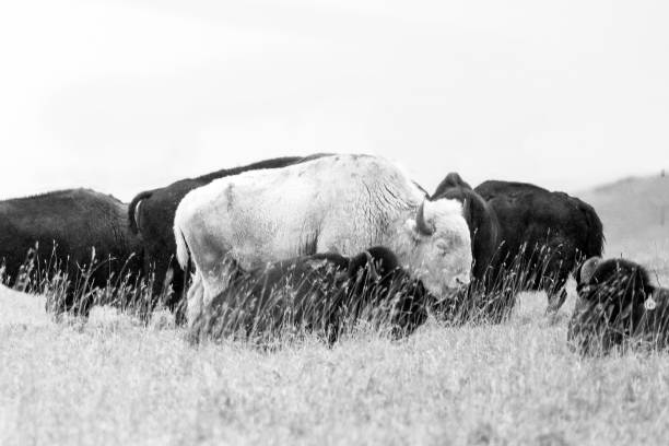 spirit white buffalo sulla prateria occidentale - white bison foto e immagini stock