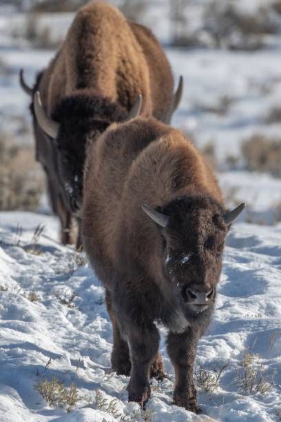 America bison on the move after night of extreme cold