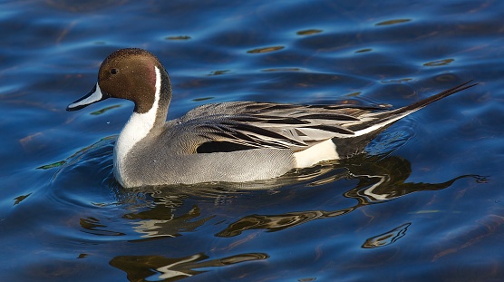 Silvery Grebe in Pampas Lagoon, La Pampa Province,  Patagonia, Argentina.