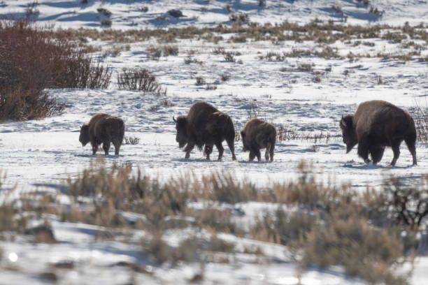 istock Herd of bison (buffalo) march single file to the east 1298040897