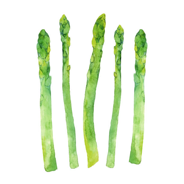 ilustrações, clipart, desenhos animados e ícones de aspargos verdes de aquarela - asparagus