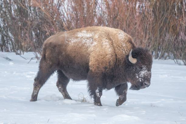 istock America bison seek shelter from strong blizzard winds 1298041445