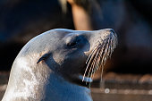 Close up photo of sea lion sunbathing in Pier 39 San Francisco, California.