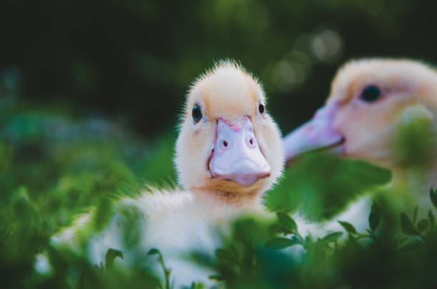 istock Small duckling looks at the camera. 1298047312