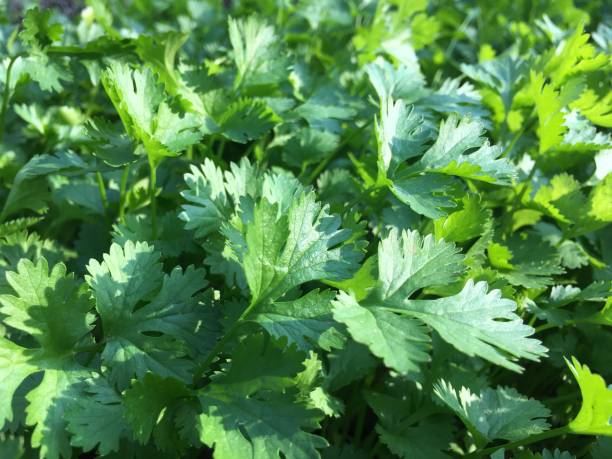 istock Beautiful coriander in the garden 1298048135