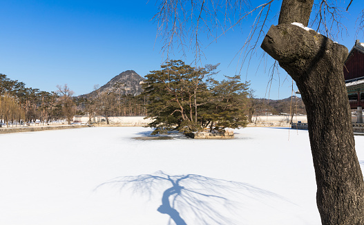 Beautiful winter landscape. The shadow of a big tree on a snowy lake in the park. (South Korea)