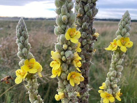 Closeup photo of three heads of flowering Verbascum or Mullein. Medicinal herb growing among grasses in the NSW countryside near Armidale