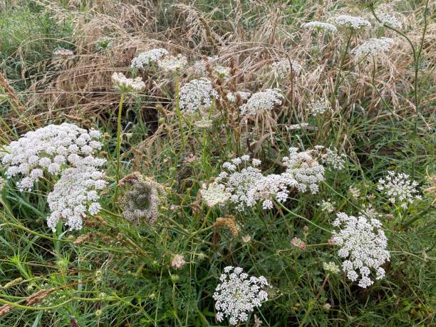 istock Wild Carrot Plants Flowering 1298049473