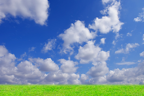 Meadow against clear sky with copy space.