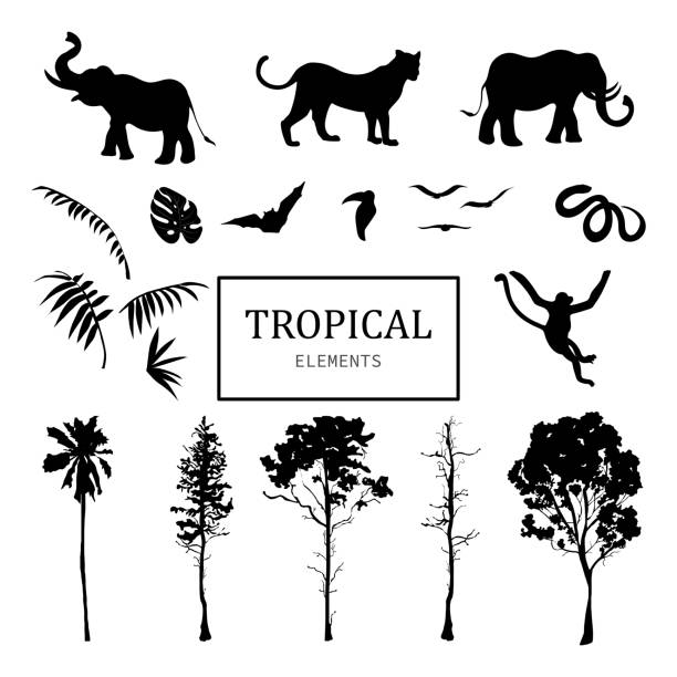 illustrazioni stock, clip art, cartoni animati e icone di tendenza di set di animali selvatici neri e alberi. illustrazione vettoriale. stile silhouette. - safari animals asia palm tree animals in the wild