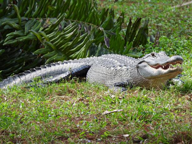 caimán americano (alligator mississippiensis) descansando en la hierba con la boca abierta - caimán fotografías e imágenes de stock