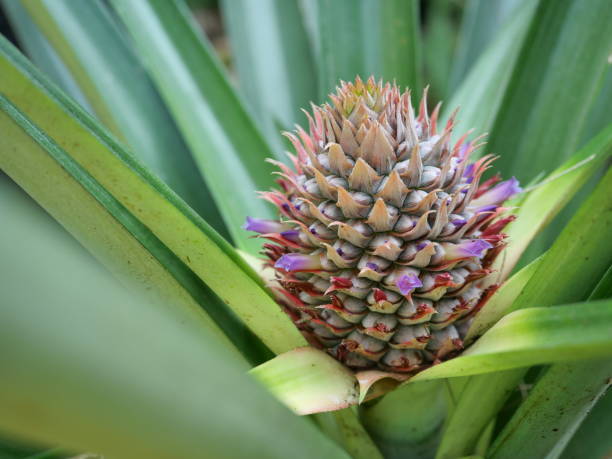 istock Pineapple blossom with green leaves in background 1298052526