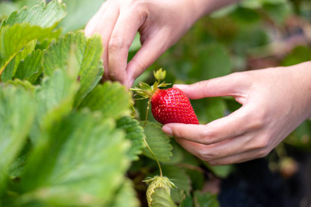 female hand harvesting red fresh ripe organic strawberry in garden. woman picking strawberries in field, closeup. - women red fruit picking imagens e fotografias de stock
