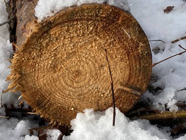 istock Wood in Snow 1298054288