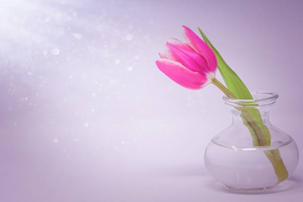 istock Tulip flower in the vase 1298054429