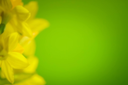 Daffodil flowers with green background