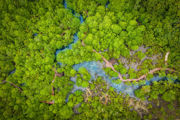 Aerial view image of Tha Pom Klong Song Nam mangrove forest or Emerald pool is unseen pool in mangrove forest at Krabi, Thailand Aerial view image of Tha Pom Klong Song Nam mangrove forest or Emerald pool is unseen pool in mangrove forest at Krabi, Thailand mangrove forest photos stock pictures, royalty-free photos & images