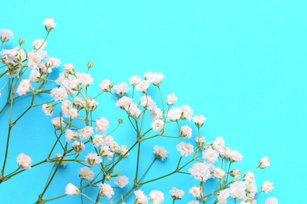istock Spring flowers composition. Gypsophila flowers on light blue pastel background. Flat lay, top view, copy space. 1298056945